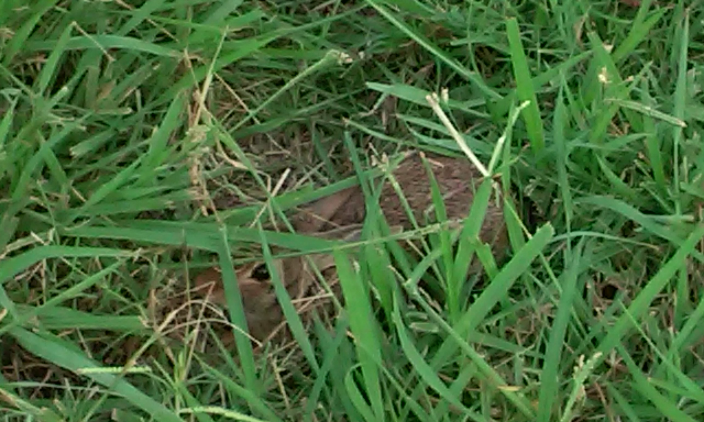 Rabbit hiding near Lake Ray Hubbard