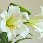 How Many Times Should You Forgive?